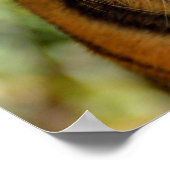 Tiger Face Poster (Hoek)