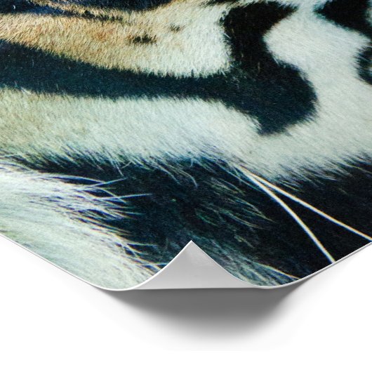 Tiger Face Print (Hoek)