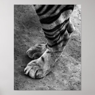 Tiger Feet Black en White Photography Poster