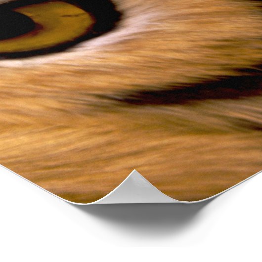 Tiger Foto Poster Print (Hoek)