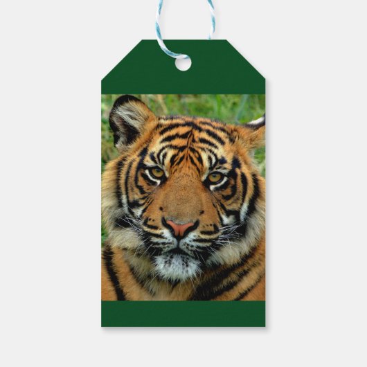 Tiger Gepersonaliseerde Verjaardagscadeau Label Cadeaulabel (Achterkant)