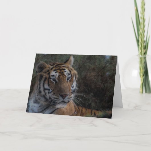 Tiger Greeting Card-Tarjeta Tigre felicitacion Kaart (Voorkant)