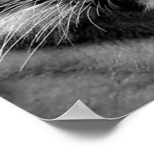 Tiger in Black & White Poster (Hoek)