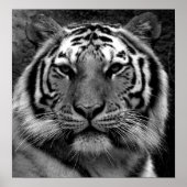 Tiger in Black & White Poster (Voorkant)