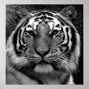 Tiger in Black & White Poster