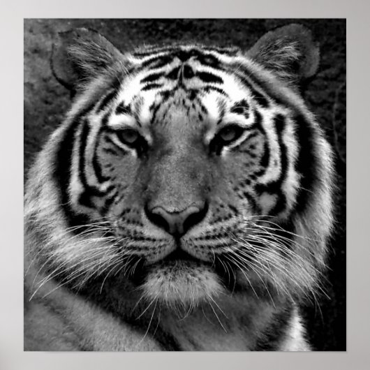 Tiger in Black & White Poster (Voorkant)