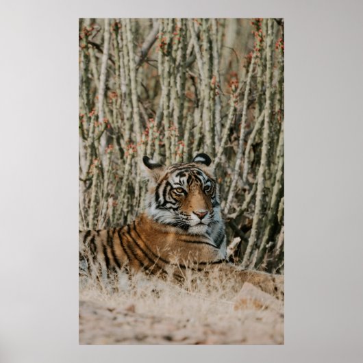 TIGER IN DE WILDE RESTING POSTER (Voorkant)