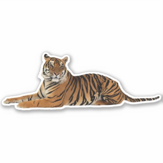 Tiger in Repose Sticker (Voorkant)