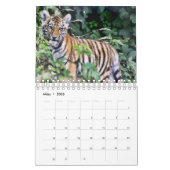 Tiger in Rot als Kalender (Mar 2026)