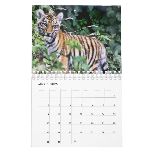 Tiger in Rot als Kalender (Mar 2026)