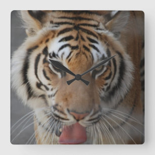 Tiger Kisses Wall Clock Vierkante Klok