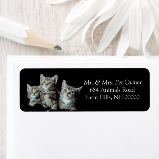 Tiger Kittens Return Address Stickers Labels (Insitu)