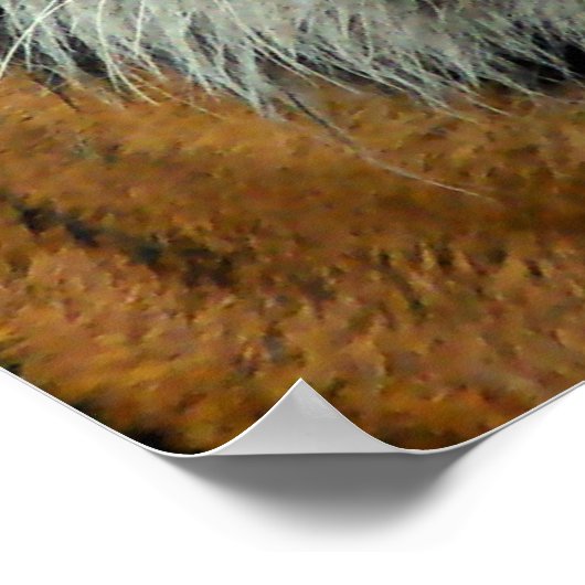 Tiger, kom hier en zeg dat! poster (Hoek)