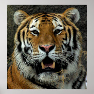 Tiger, kom hier en zeg dat! poster
