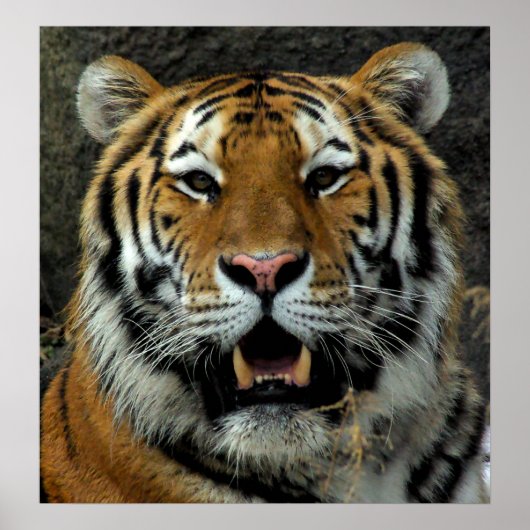 Tiger, kom hier en zeg dat! poster (Voorkant)