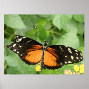 Tiger Langwerpvlinderdruk Poster