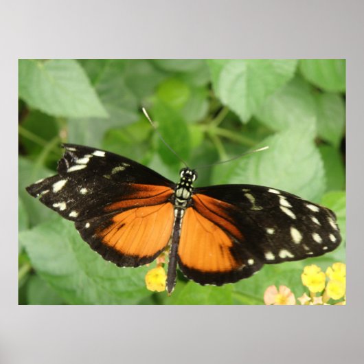 Tiger Langwerpvlinderdruk Poster (Voorkant)