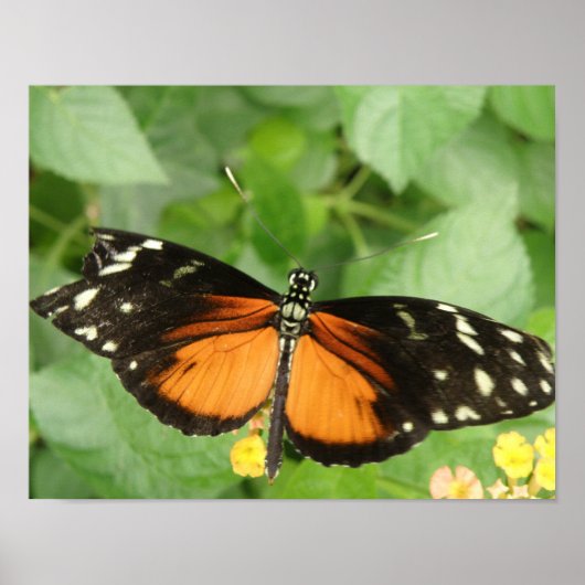 Tiger Langwerpvlinderdruk Poster (Voorkant)