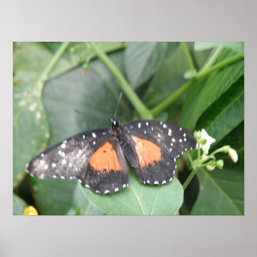 Tiger Langwerpvlinderdruk Poster (Voorkant)