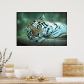 Tiger Laying Poster (Keuken)