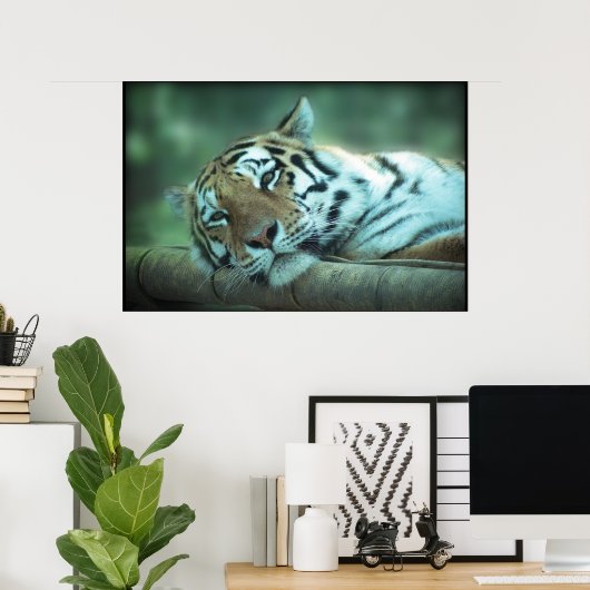 Tiger Laying Poster (Thuiskantoor)
