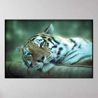 Tiger Laying Poster