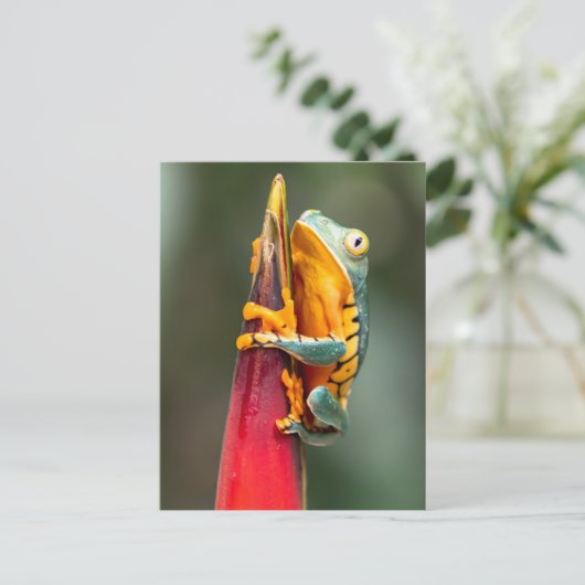 Tiger Legged Monkey Tree Frog Green Sinaasappel Briefkaart (Staand voorkant)