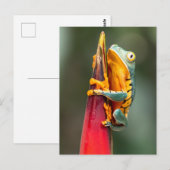 Tiger Legged Monkey Tree Frog Green Sinaasappel Briefkaart (Voorkant / Achterkant)