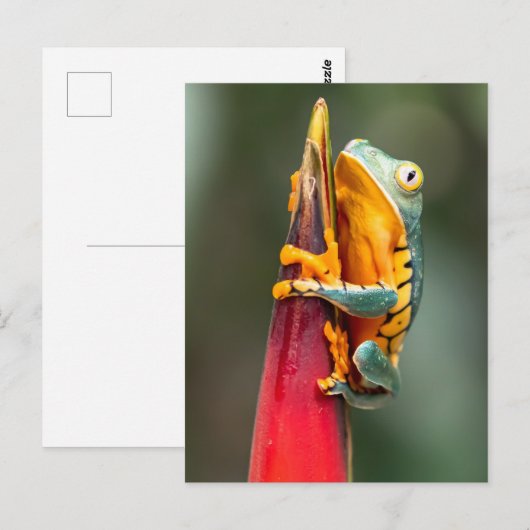 Tiger Legged Monkey Tree Frog Green Sinaasappel Briefkaart (Voorkant / Achterkant)