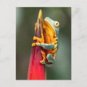 Tiger Legged Monkey Tree Frog Green Sinaasappel Briefkaart (Voorkant)