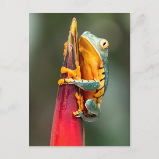 Tiger Legged Monkey Tree Frog Green Sinaasappel Briefkaart (Voorkant)