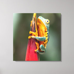 Tiger Legged Monkey Tree Frog Green Sinaasappel Canvas Afdruk