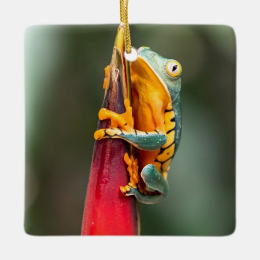 Tiger Legged Monkey Tree Frog Green Sinaasappel Keramisch Ornament (Voorkant)