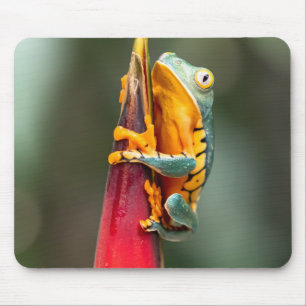 Tiger Legged Monkey Tree Frog Green Sinaasappel Muismat