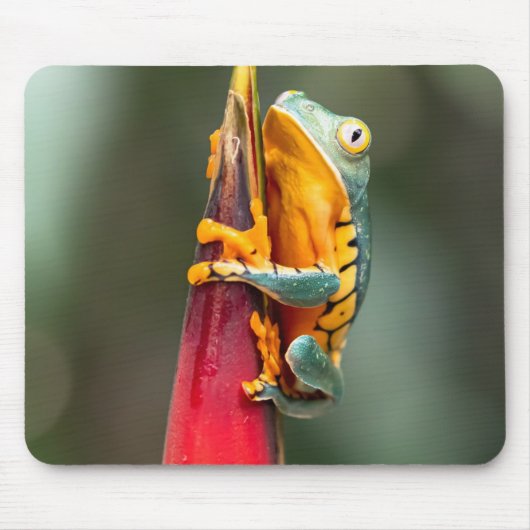 Tiger Legged Monkey Tree Frog Green Sinaasappel Muismat (Voorkant)