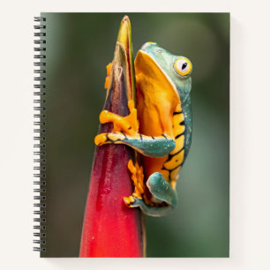 Tiger Legged Monkey Tree Frog Green Sinaasappel Notitieboek