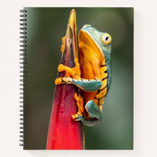 Tiger Legged Monkey Tree Frog Green Sinaasappel Notitieboek (Voorkant)