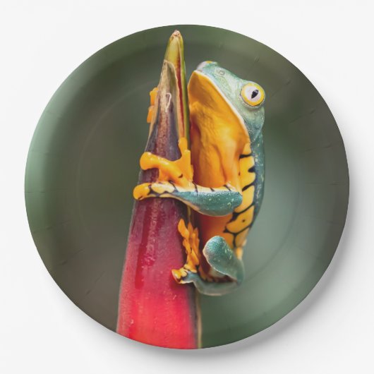 Tiger Legged Monkey Tree Frog Green Sinaasappel Papieren Bordje (Voorkant)