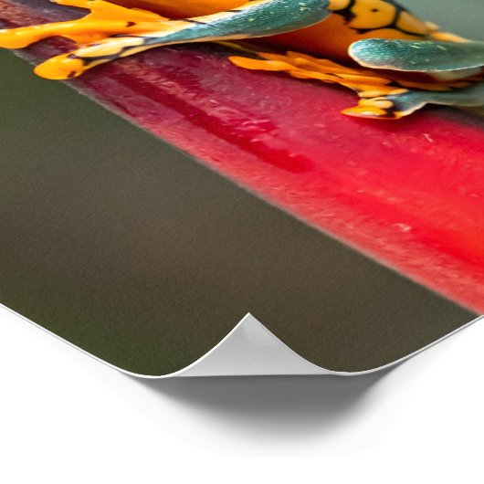 Tiger Legged Monkey Tree Frog Green Sinaasappel Poster (Hoek)