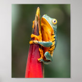 Tiger Legged Monkey Tree Frog Green Sinaasappel Poster (Voorkant)