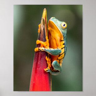Tiger Legged Monkey Tree Frog Green Sinaasappel Poster