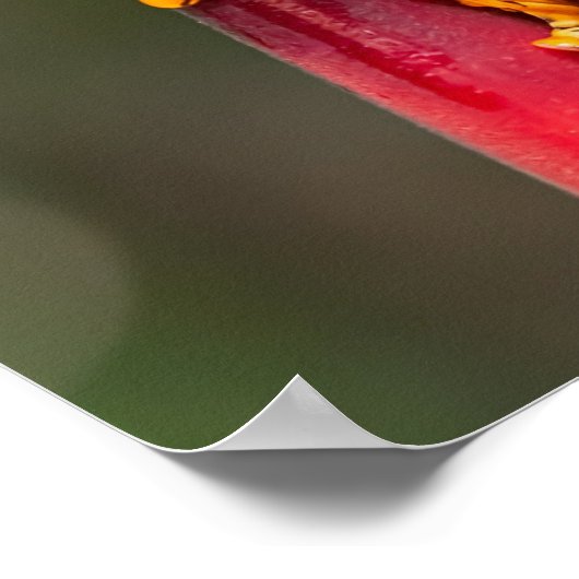 Tiger Legged Monkey Tree Frog Green Sinaasappel Poster (Hoek)