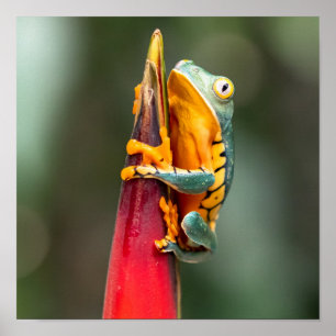 Tiger Legged Monkey Tree Frog Green Sinaasappel Poster