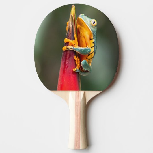 Tiger Legged Monkey Tree Frog Green Sinaasappel Tafeltennisbatje (Voorkant)