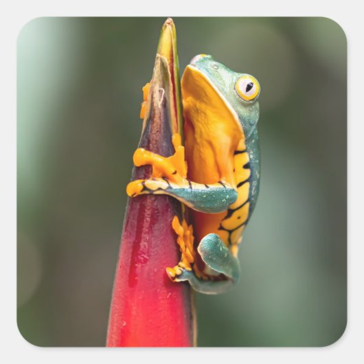 Tiger Legged Monkey Tree Frog Green Sinaasappel Vierkante Sticker (Voorkant)
