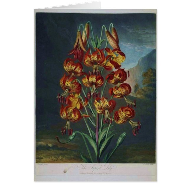Tiger Lilies (Voorkant)