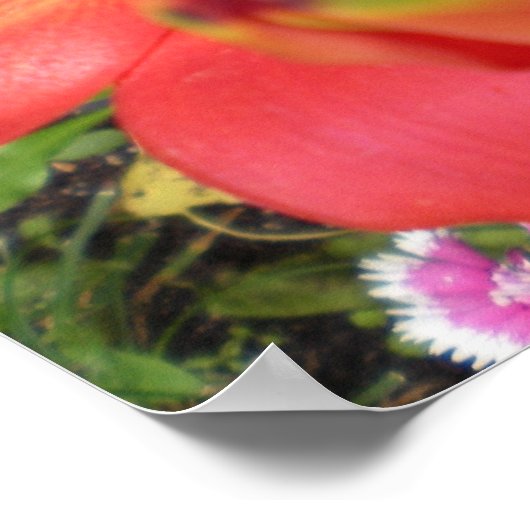 Tiger Lilies Poster (Hoek)