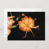 Tiger Lilly op zwarte achtergrond Briefkaart (Voorkant / Achterkant)
