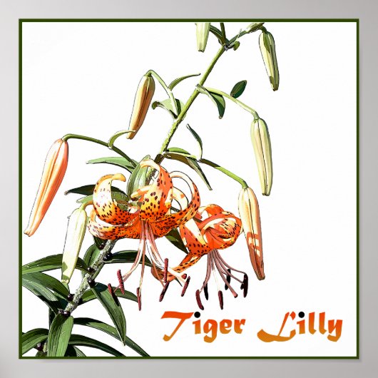 Tiger Lilly Poster (Voorkant)