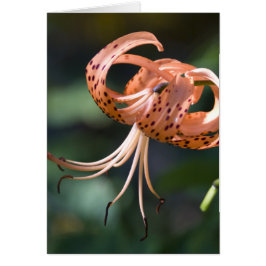Tiger Lily